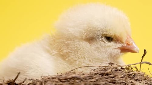 Adorable Yellow Chick Resting Peacefully in Nest