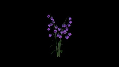 Wachsende rosa Bauchblume