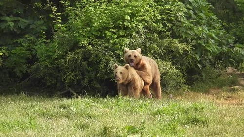 Wild Bears Mating in Natural Habitat Among The Trees In The Forest