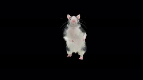Animated Rat Walking on Hind Legs with Alpha Channel