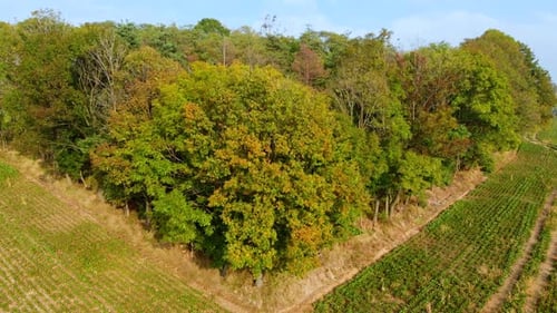 Square forrest trees park from abobe fly over by drone