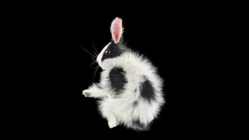 Fluffy Black and White Rabbit Hopping Animation