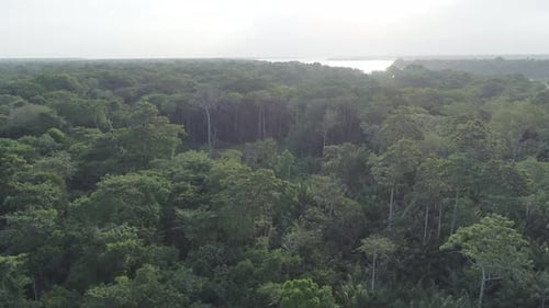 Aerial shot of Amazonian rainforest with river on the background