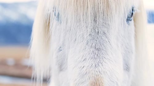 Portrait of an Icelandic White Horse Closeup Icelandic Stallion Posing in a Field Surrounded By