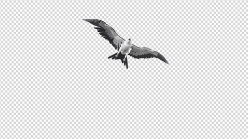 Swallowtail Kite — 4K Flying Transition — II