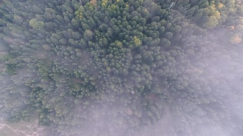 Pine forest and fog.