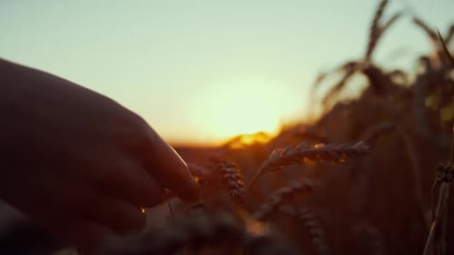 Farmer Hand Touching Spikelets at Sunset Close Up