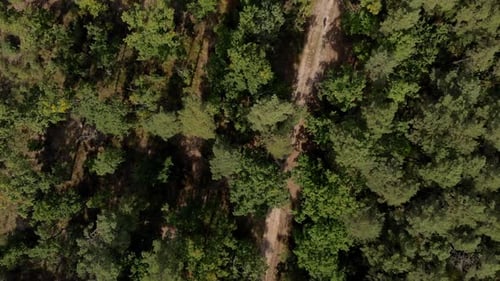 Path in the Forest