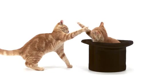 Playful Orange Tabby Cats Interacting with a Hat