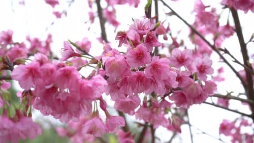Beautiful Pink Cherry Blossoms Blooming in Springtime