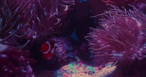Clown Fish and Pink Sea Anemone in the Background