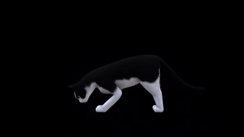 Schwarz-Weiß-Katzenfresser von der Seite
