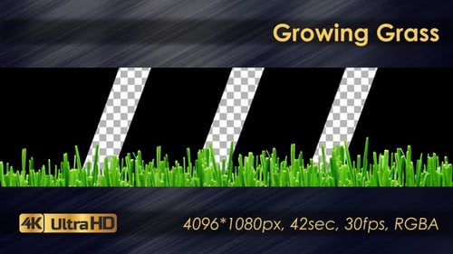 Vibrant Green Grass Growing Animation