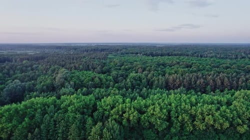 Top Down View of Summer Forest