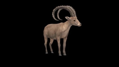 Ibex ralenti