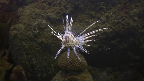 Graceful Lionfish Swimming Underwater in Natural Habitat