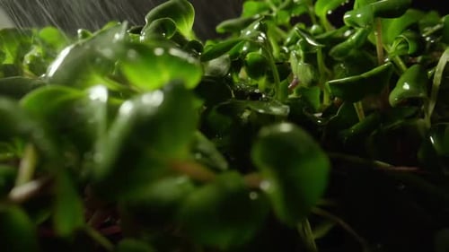 Greenhouse of Microgreen Farm Products Healthy Nutrition
