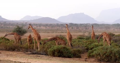 Netzgiraffe, Giraffa camelopardalis reticulata, Gruppe im Samburu-Park in Kenia, Echtzeit 4K