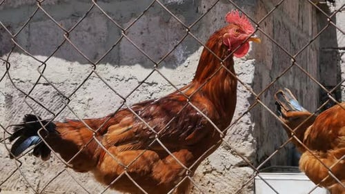 Closeup of Hens and Roosters Walking Outdoors in a Chicken Farm