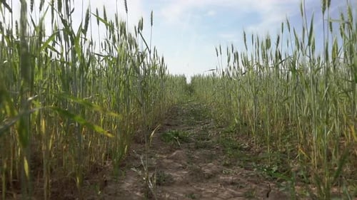 Wheat Agricultural Field in Summer at Sunset