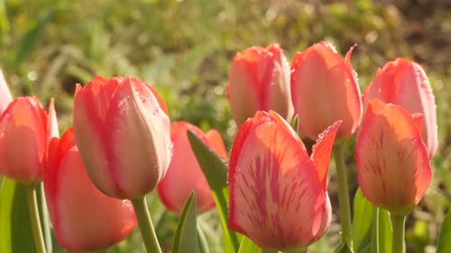 Red Striped Tulips Blooming in Spring Garden