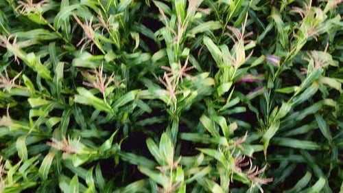 Drone Flying Over a Cornfield Green Agriculture