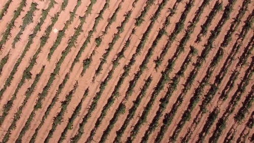 Rows of vineyard on field in countryside