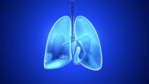 Anatomical animation of breathing Lungs