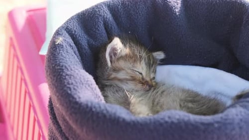Sweet Kitten Sleeping Peacefully in Cozy Pet Bed