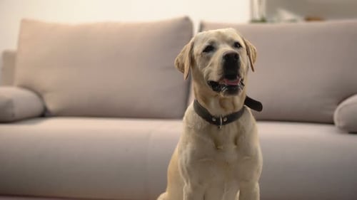 Close Up of Golden Labrador Sitting Indoors