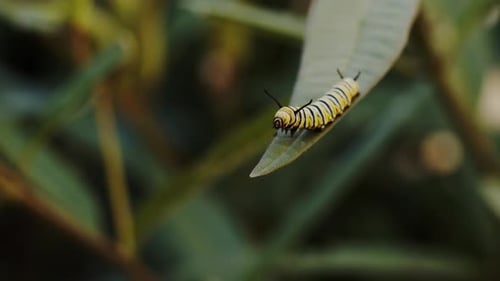 Caterpillar Crawling on Green Leaf