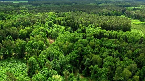 Aerial view of green forest in spring, Poland