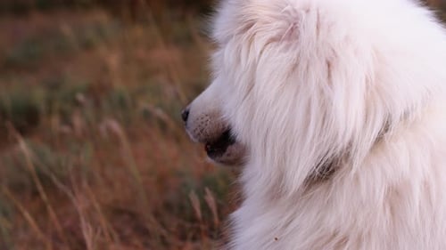 Un hermoso perro samoyedo blanco yace en la hierba verde. Perro al atardecer. Primer plano samoyedo.