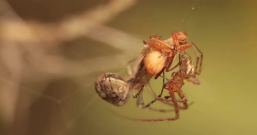 Close Up Macro Shot of a Two Spiders Fight for the Captured Victim