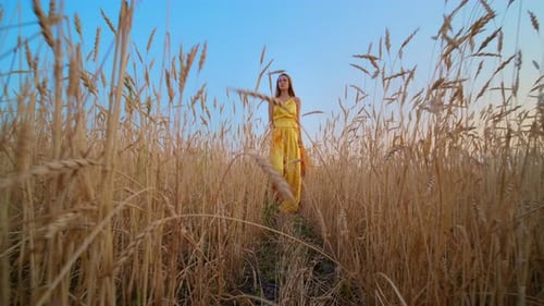 Beautiful Woman in Dress at Sunset in a Wheat Field.