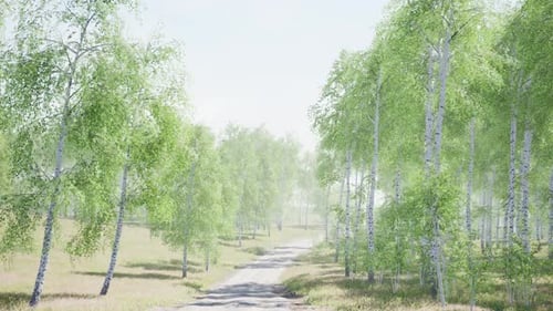 Birch Forest in Sunlight in the Morning