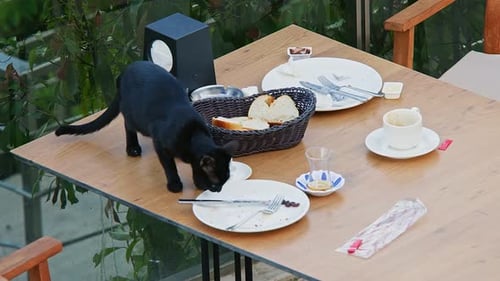 Black Cat Investigates Food Table
