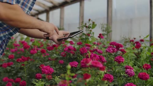 Close-up of Hands of a Farmer Businessman Touching the Roses and Use Your Fingers To Tap on the