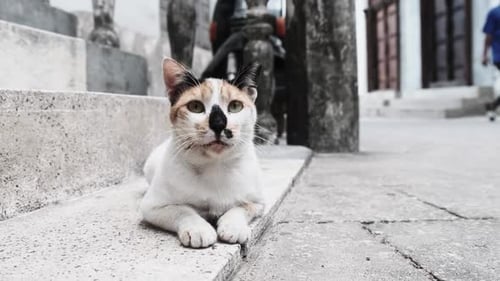 Stray Shabby Tricolor Cat in Africa on Street of Dirty Stone Town Zanzibar