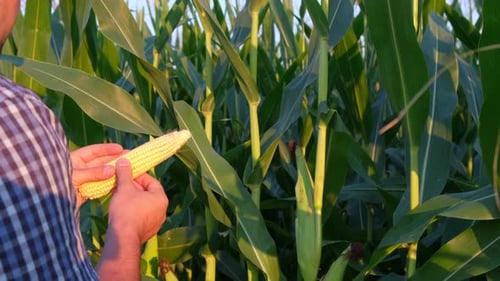 An Agronomist Cleans an Ear of Ripe Yellow Corn Against the Background of a Corn Field
