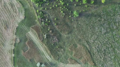 Aerial Bird's Eye View of Trees Near Reed Plantation
