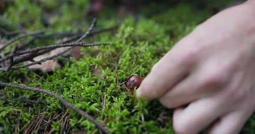 Closeup of Moss in the Forest with a Brown Mushroom Hat Sticking Out the Man Carefully Plucks a