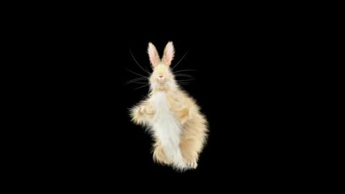 Hase: Tanzen HD