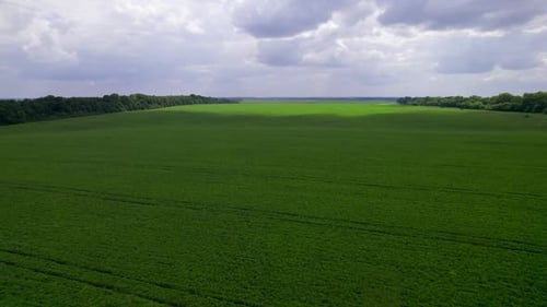 Drohnen-Luftaufnahmen einer wunderschönen grünen Wiese