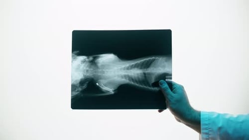 Arm holds detailed x-ray on a white background