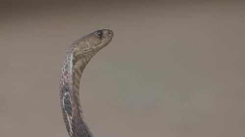 Indian Spectacled Cobra Snake Venomous with Its Hood Lat