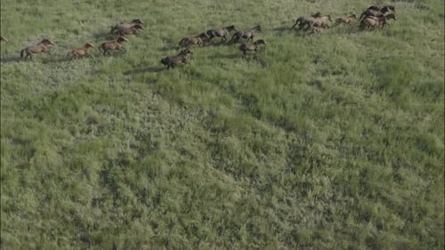 Chevaux sauvages qui courent des Mustangs sauvages sur l'herbe verte