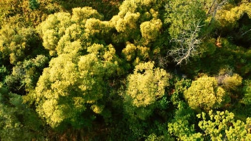 Schöne Bäume im Wald an sonnigen Tagen.
