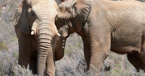 Wild elephants grazing on grassland