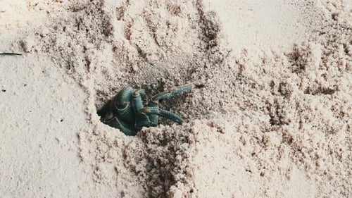 Hermit Crab Digs a Hole in the Sand and Hides on a Tropical Beach Zanzibar